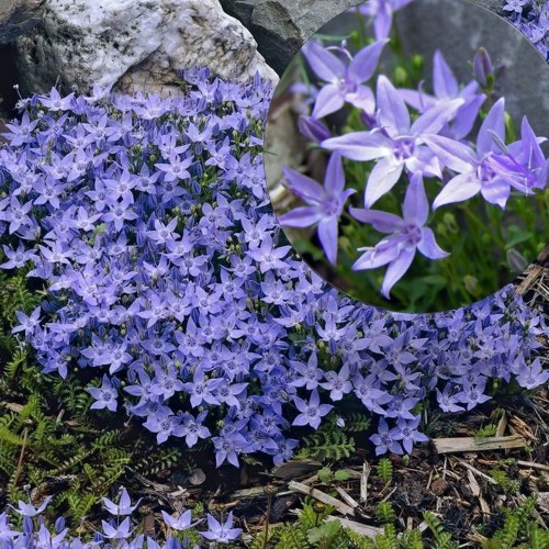 Campanula garganica 'Erinus Major' - Itaalia kellukas 'Erinus Major' P9/0,55L 